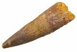 Fossil Spinosaurus Tooth - Real Dinosaur Tooth #345563-1